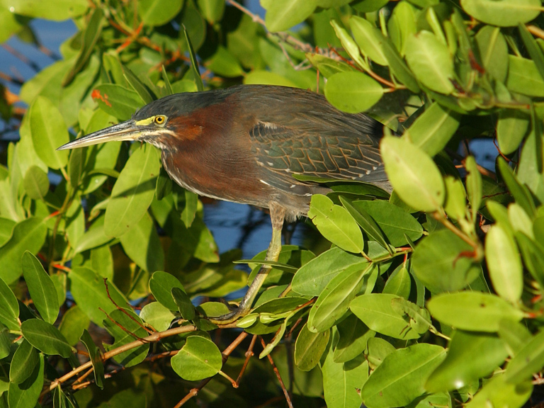 green heron