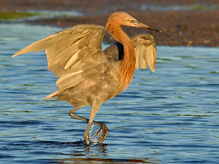 red heron