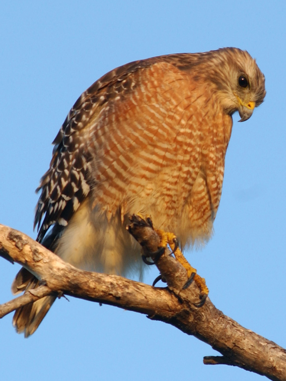 red shoulder hawk