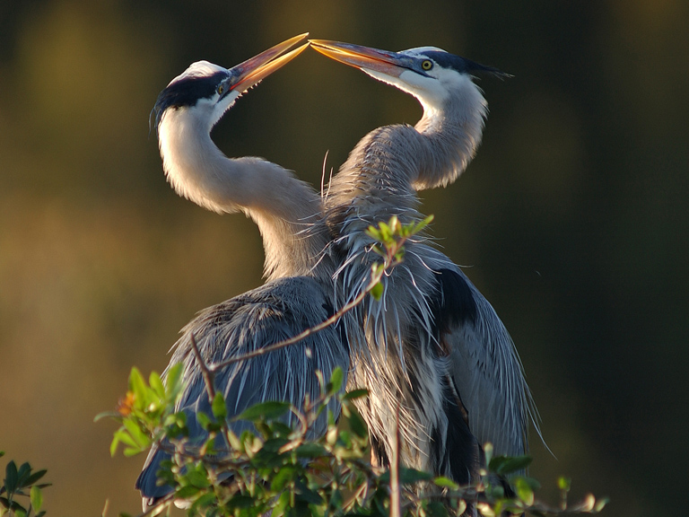 heron kiss