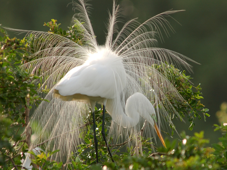 egret plumes