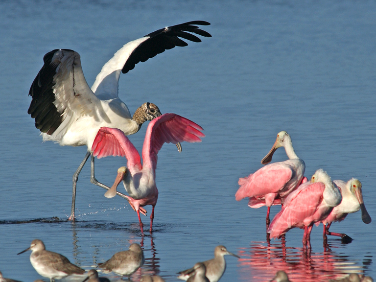 rude stork