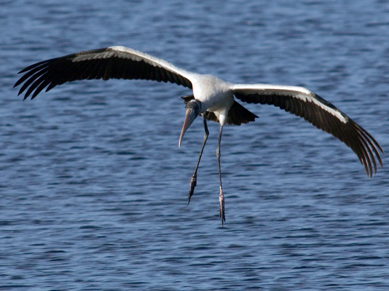 stork landing