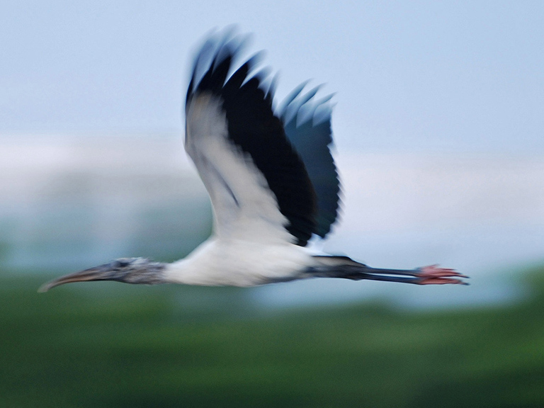 fly by