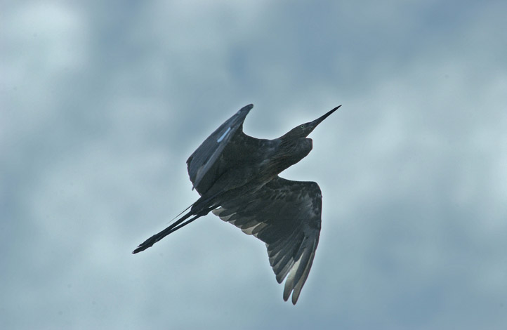 great blue