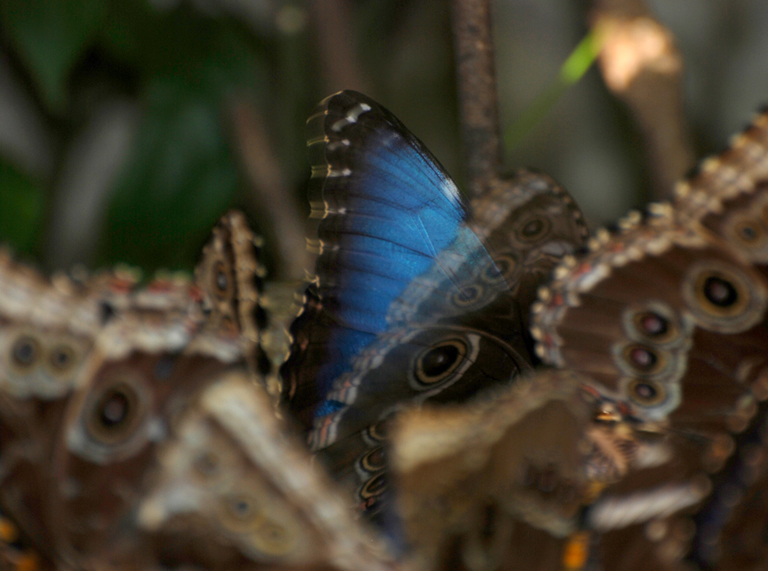blue morph collage