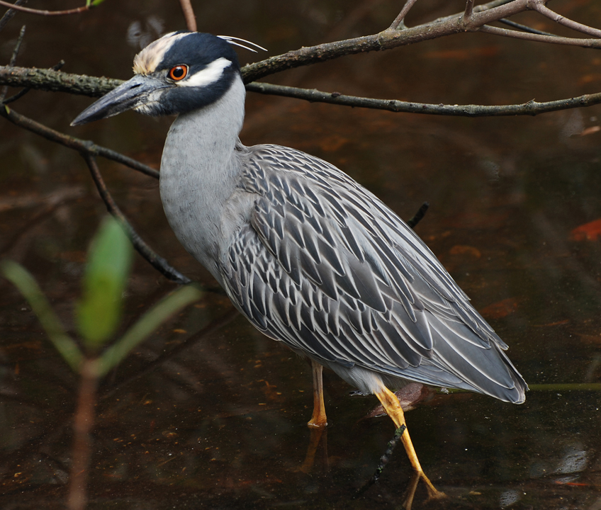yellow crested night heron