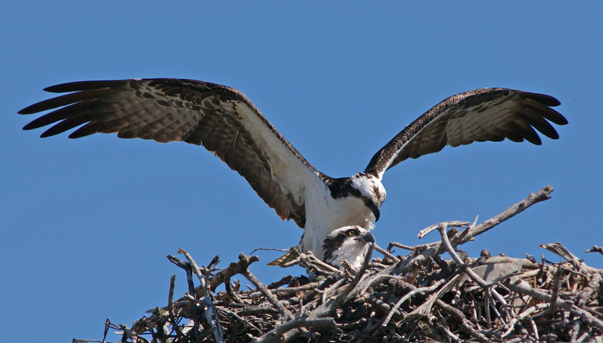 osprey nest