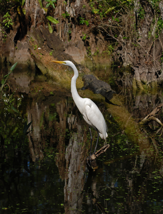 swamp