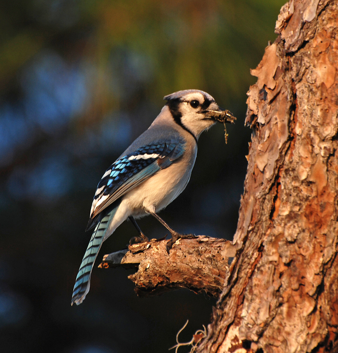 florida jay