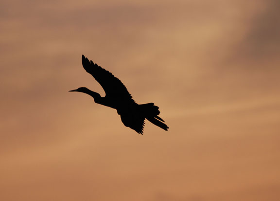 night flight