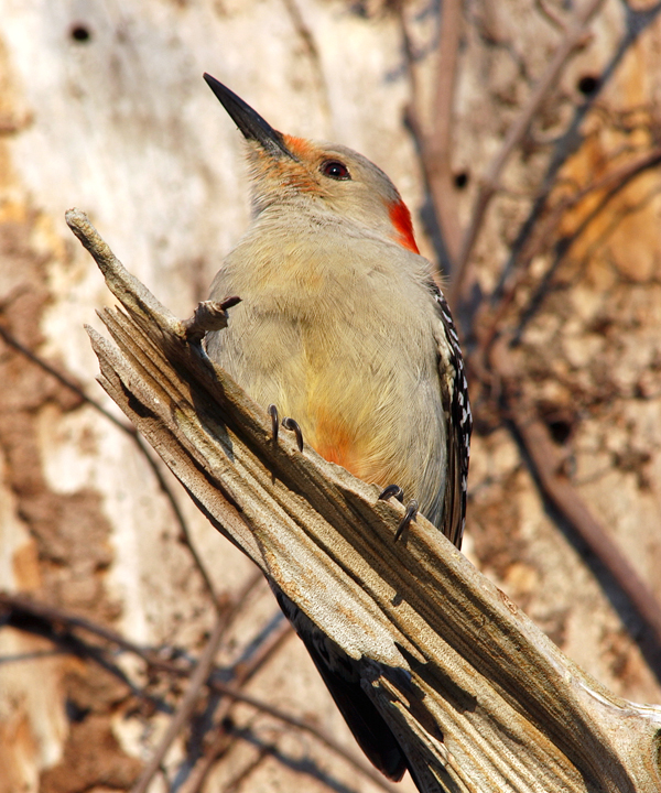 red bellied woodpecker