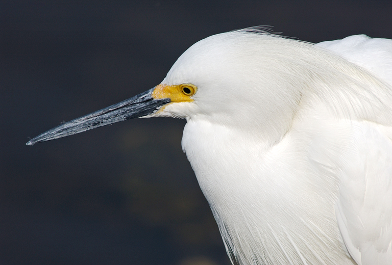 snowy egret