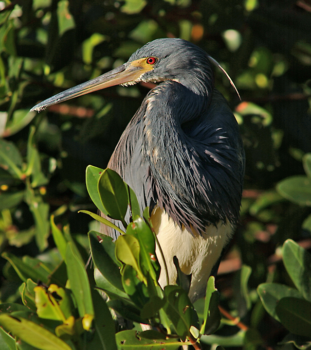 triColored Heron