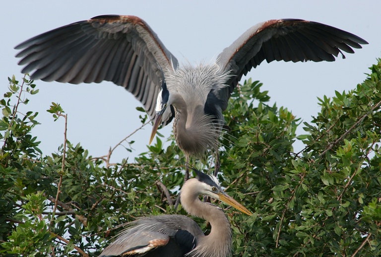 wild herons