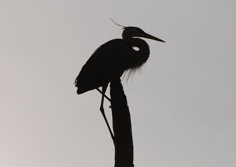 heron silhouette