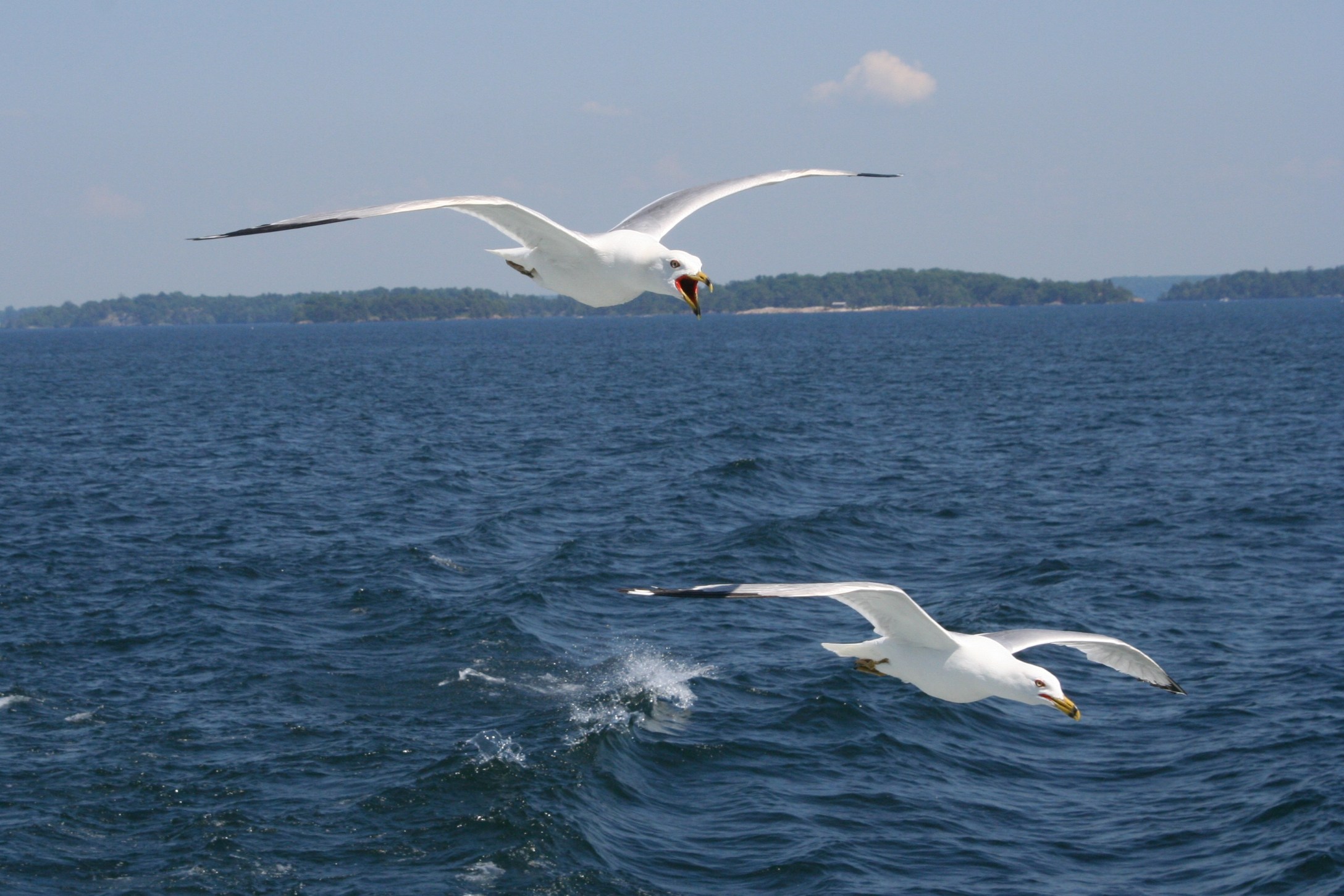 Fly, fly, fly!