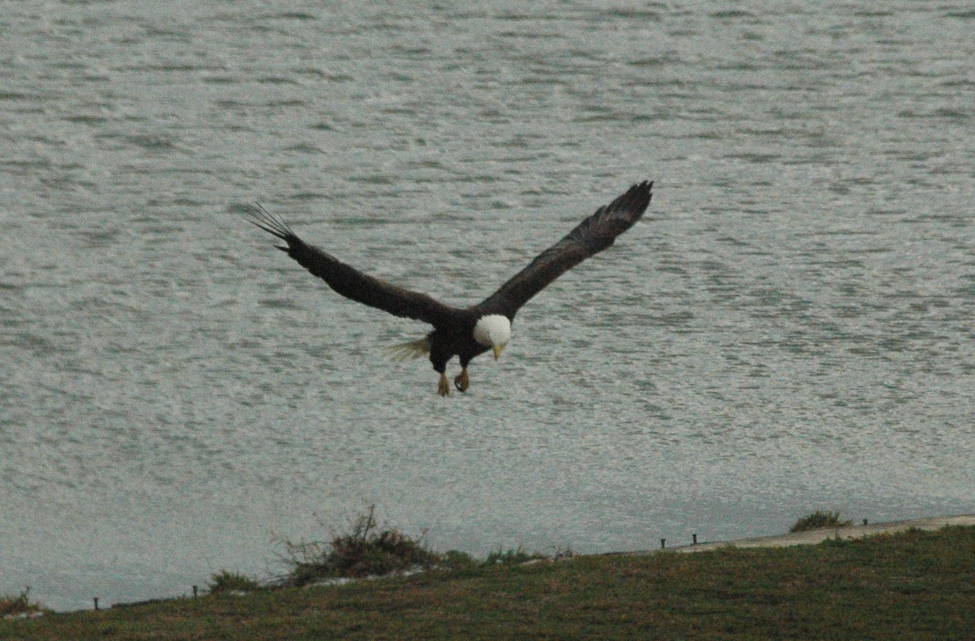 Bald Eagle at Lake Ray Hubbard in Rockwall TX