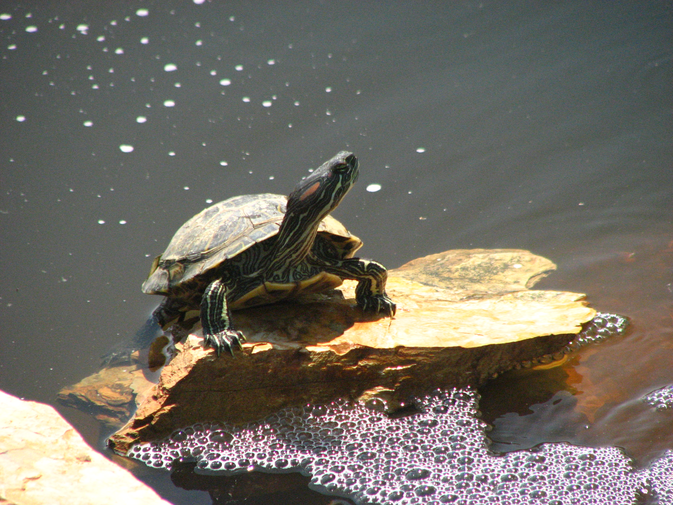 Red eared slider