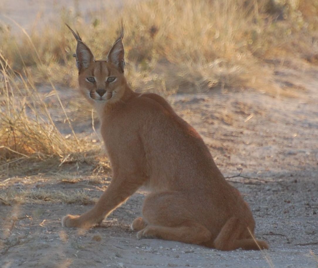 Caracal