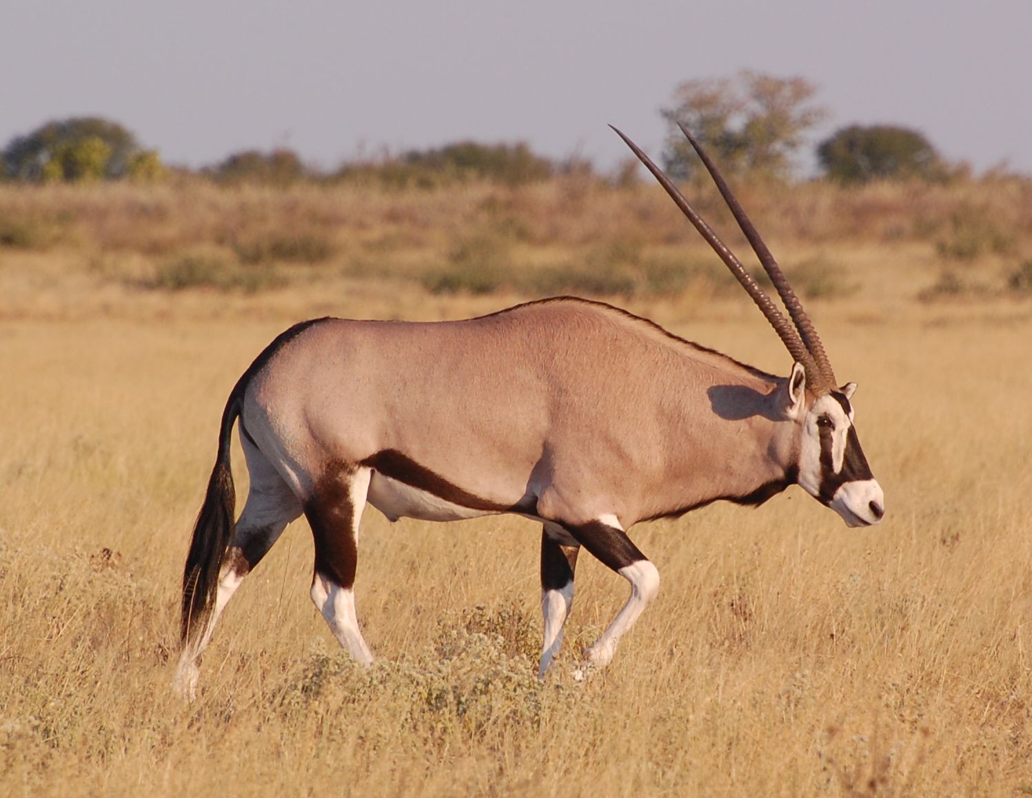 Gemsbok