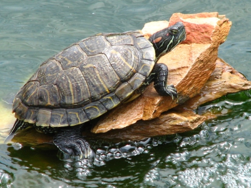 Turtle