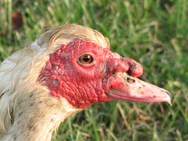 Ugly Duckling
