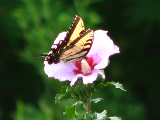 butterfly