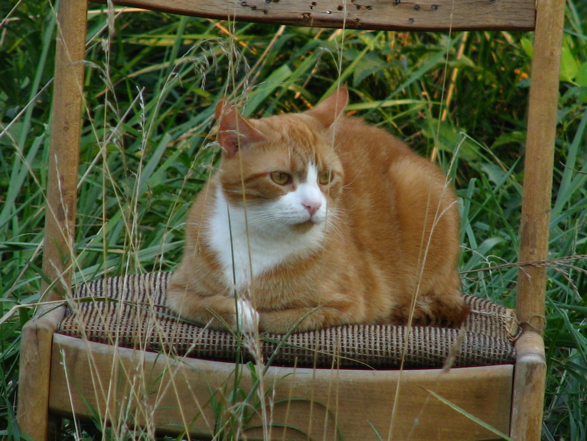 cat