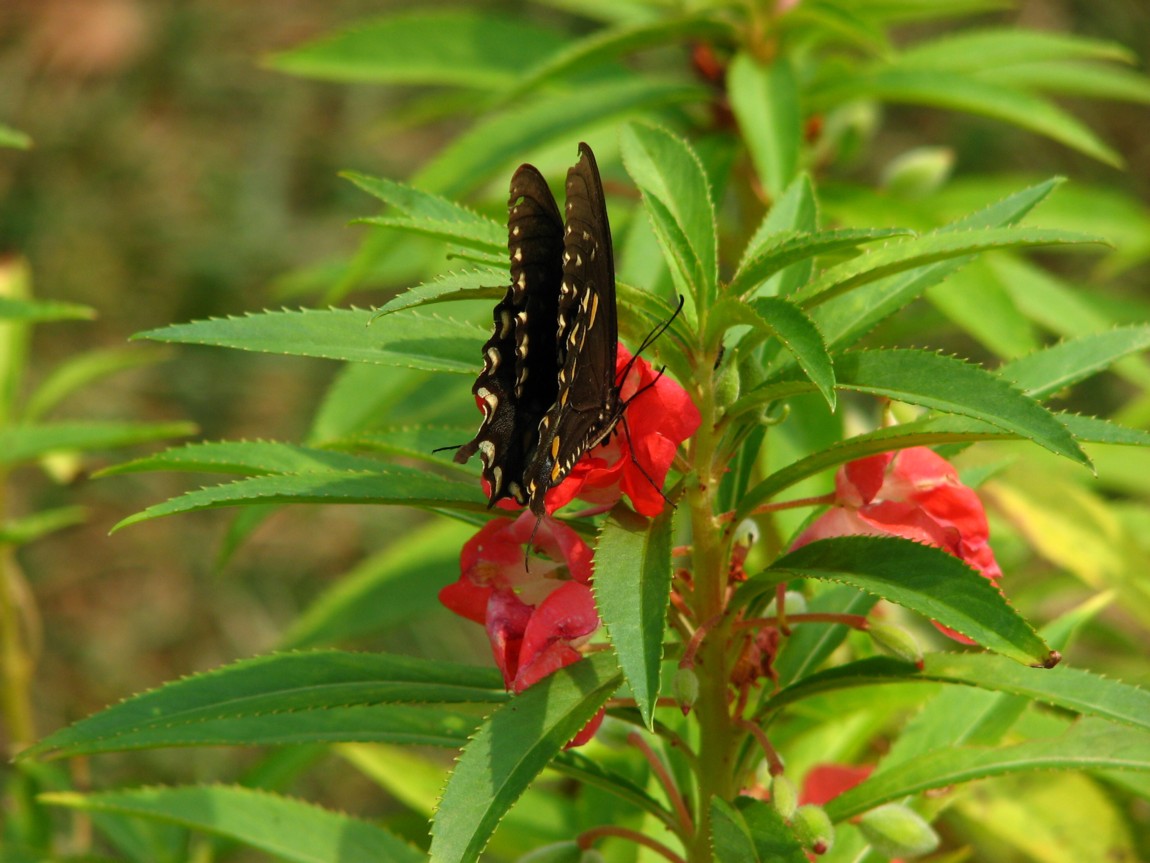 butterfly