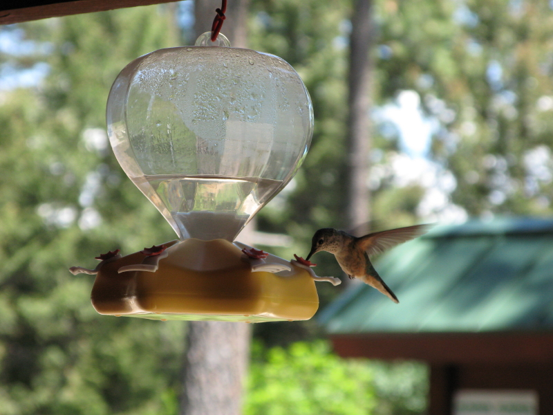 Feeding Time