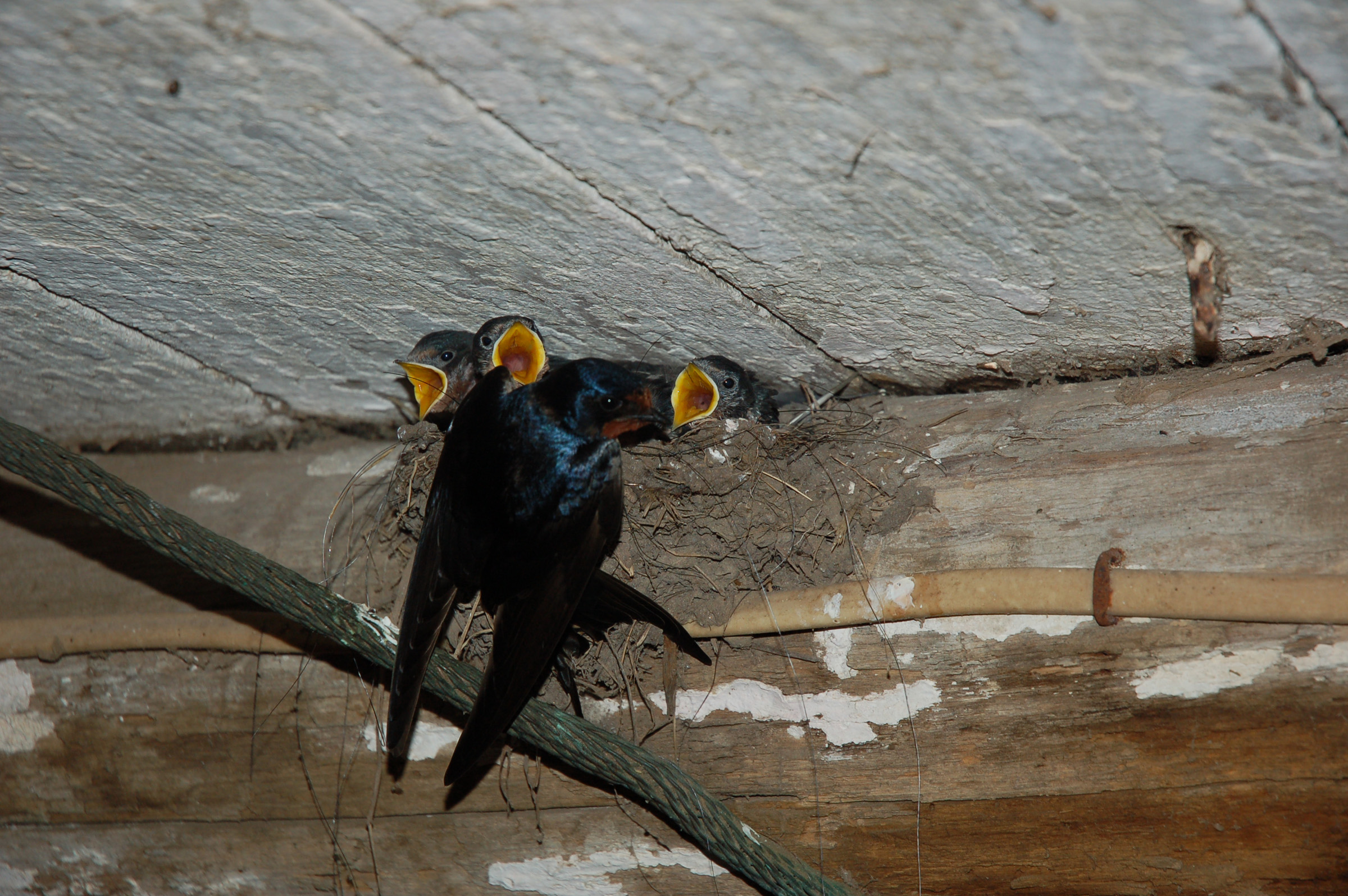 Barn Swallow and Babies