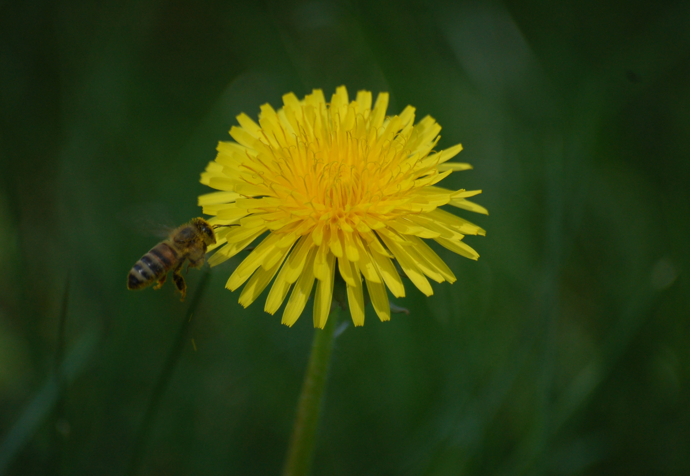 Pollinating