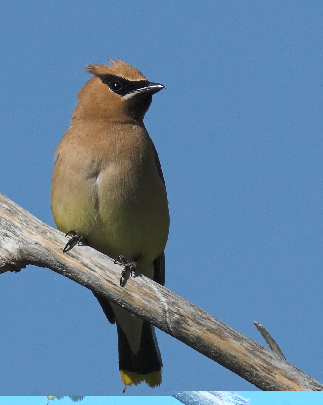 Cedar Waxwing