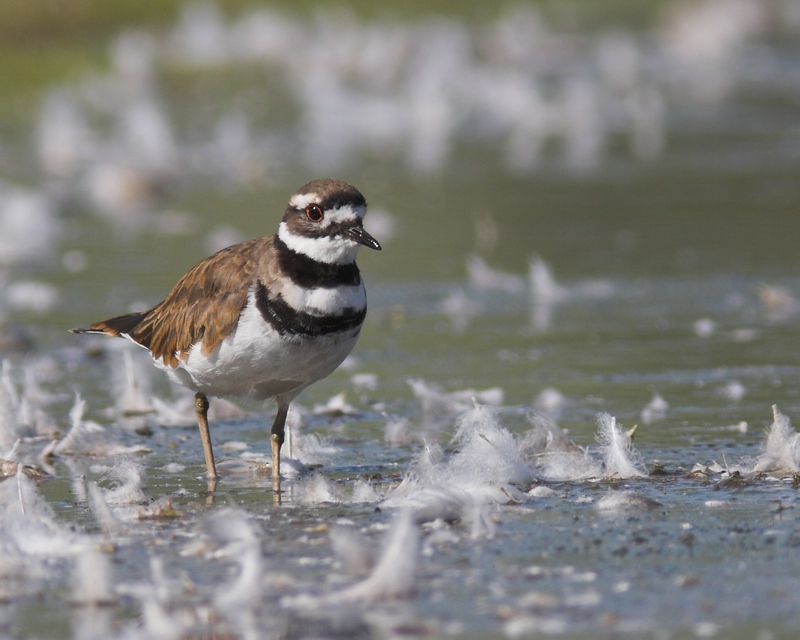 Killdeer