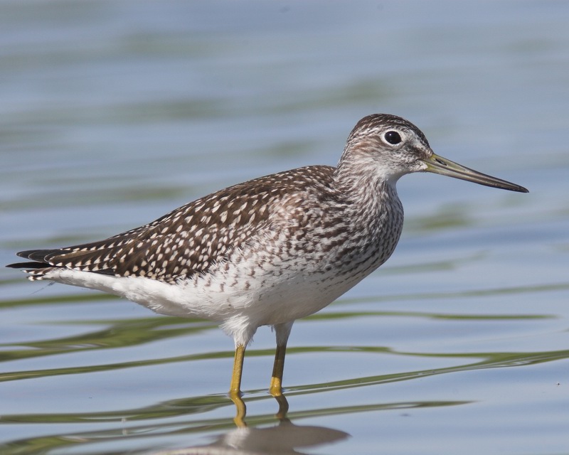 Greater Yellowlegs (sandpiper)