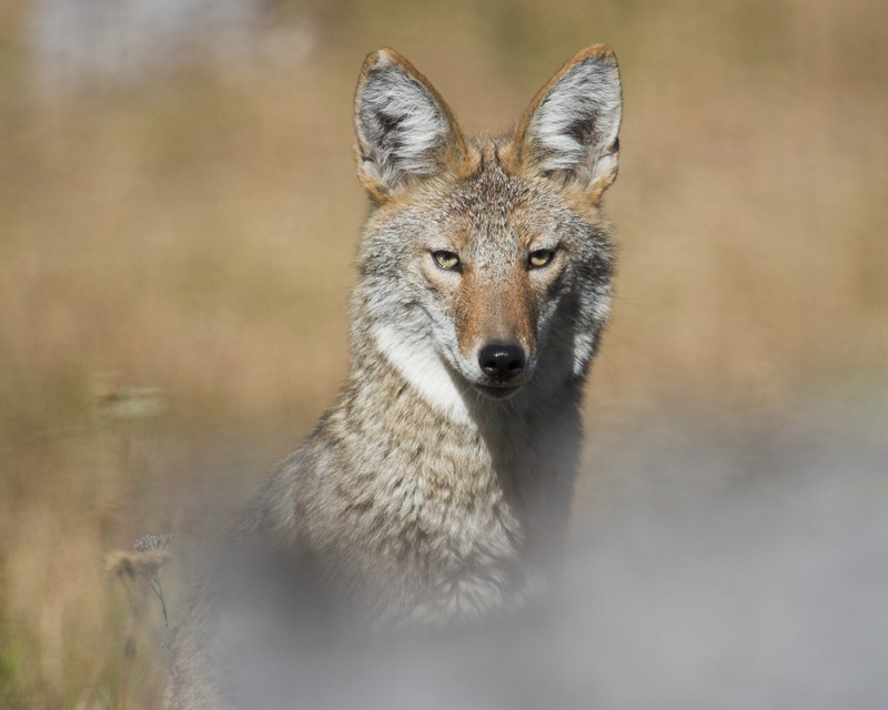 Coyote