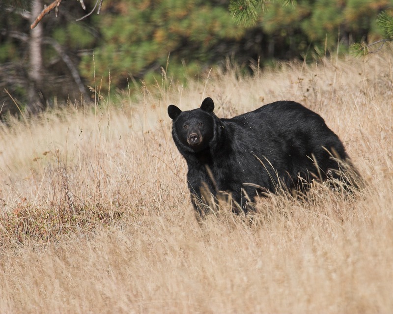 Big ol Bear!