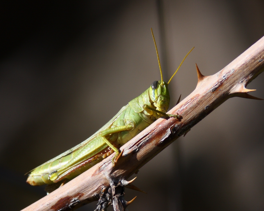 Grasshopper