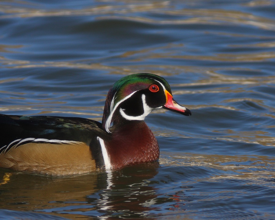Wood Duck