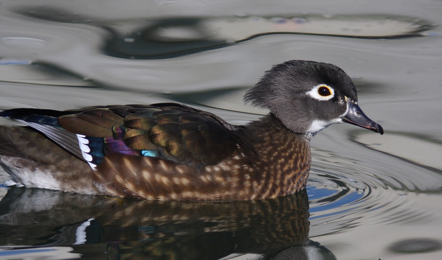 Female Wood Duck