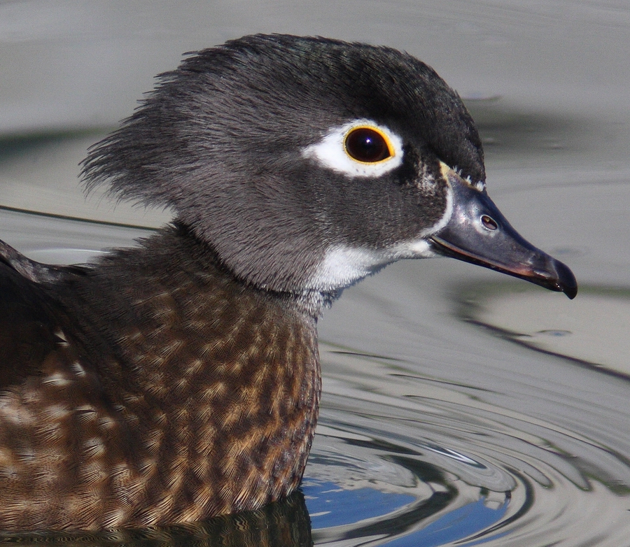 Wood Duck close up