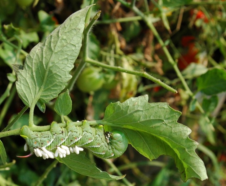 Tobacco Hornworm