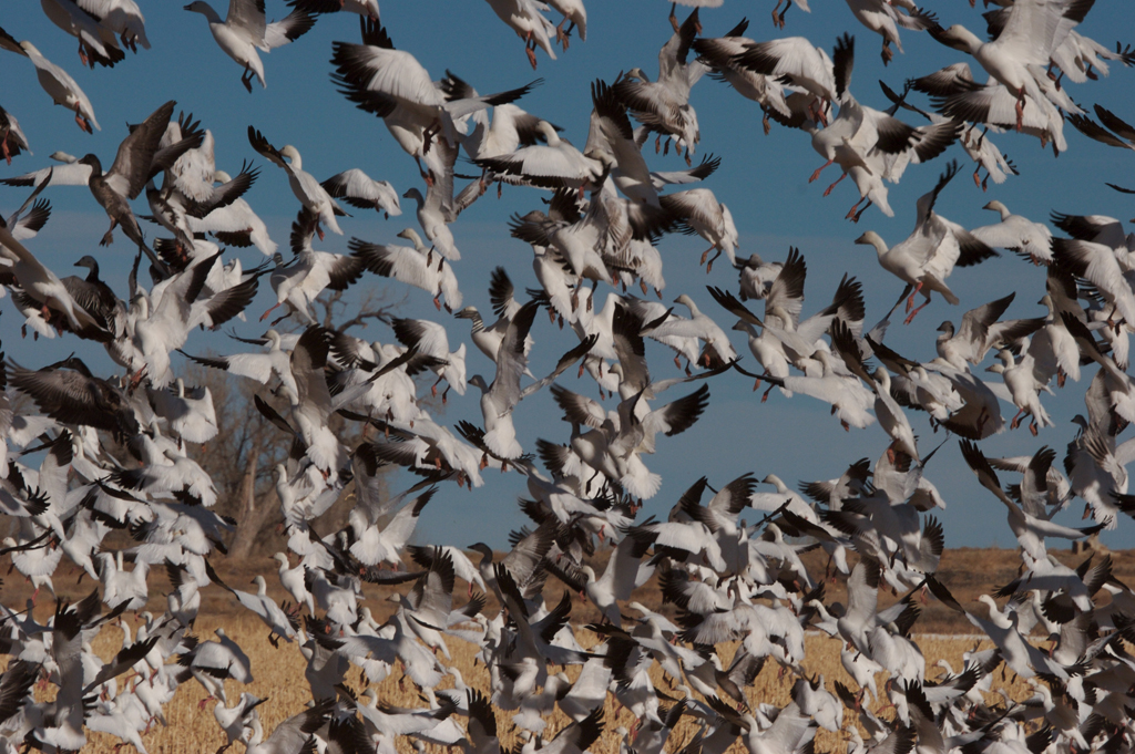 SNOW GEESE