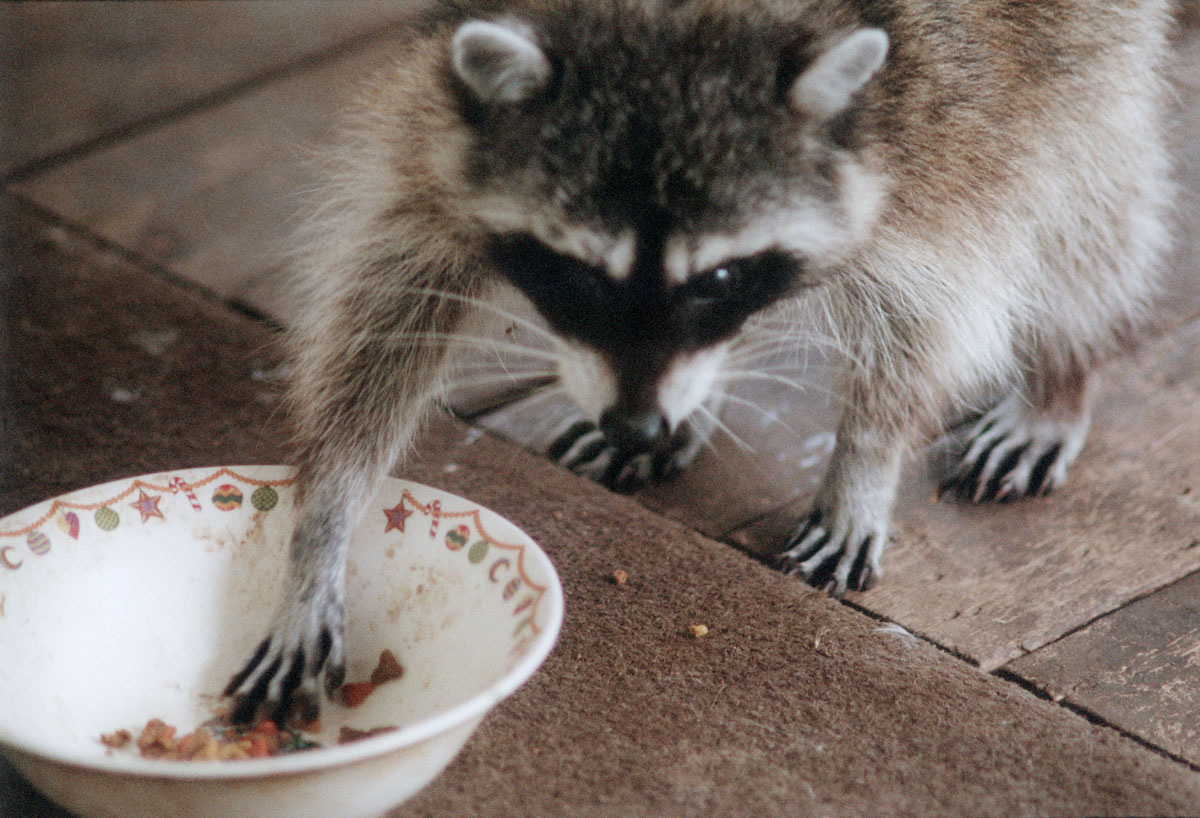 Our Racoons