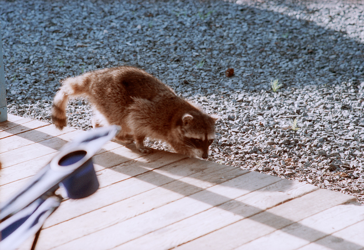 Racoon
