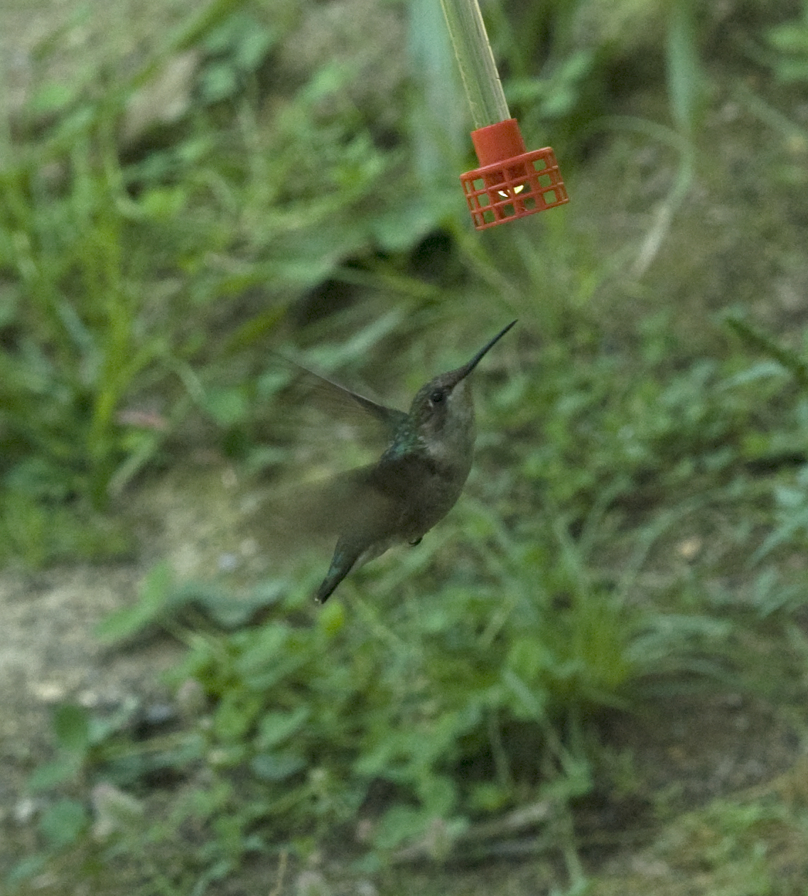 Hummingbird