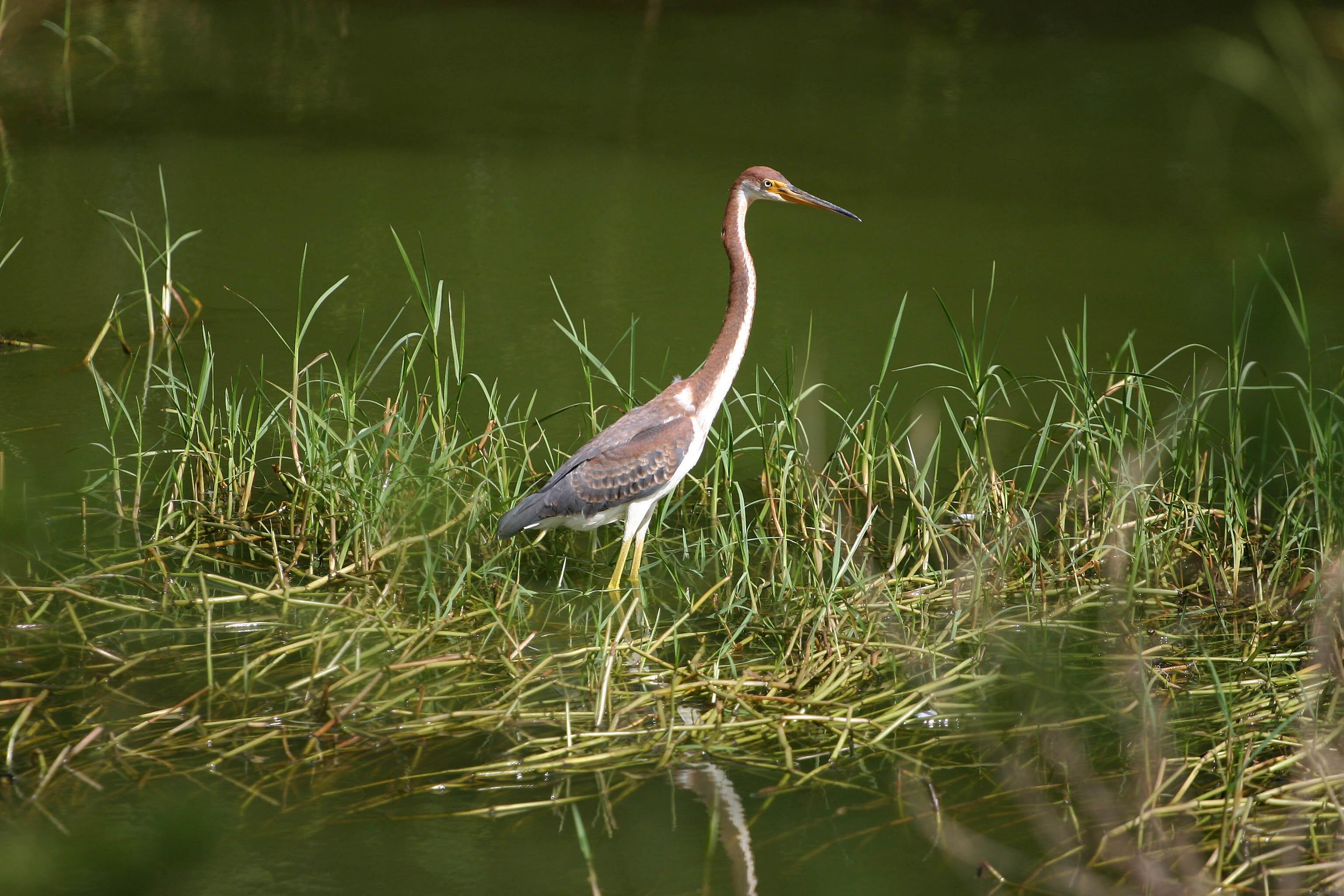 Tricolored Heron