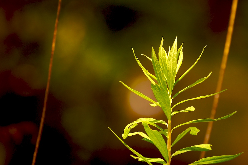 Golden Rod