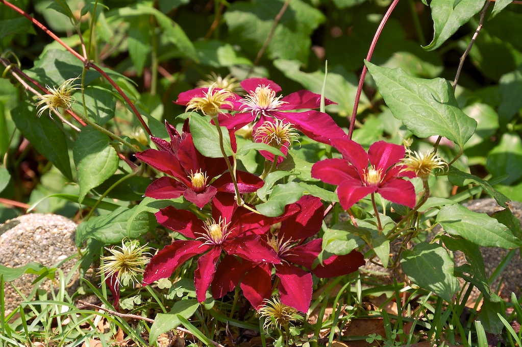 Red Flowers